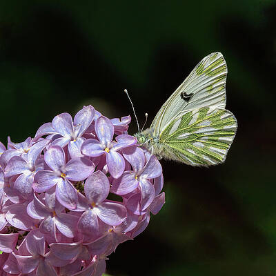 Flower Photograph - Becker's Beauty by Tim Lyden