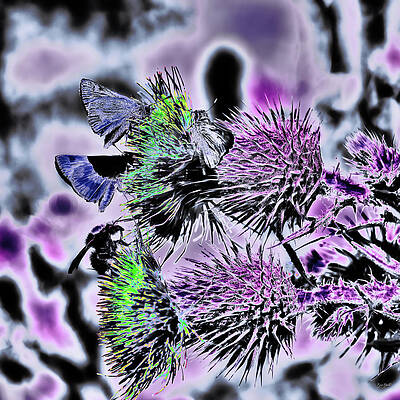 Butterfly Photograph - Bee And Butterflies On Thistle by Bruce Block