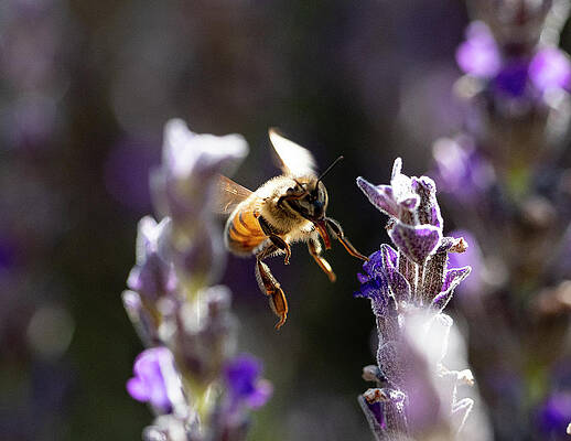 Wall Art featuring the photograph Bee Breakfast by Joe Schofield