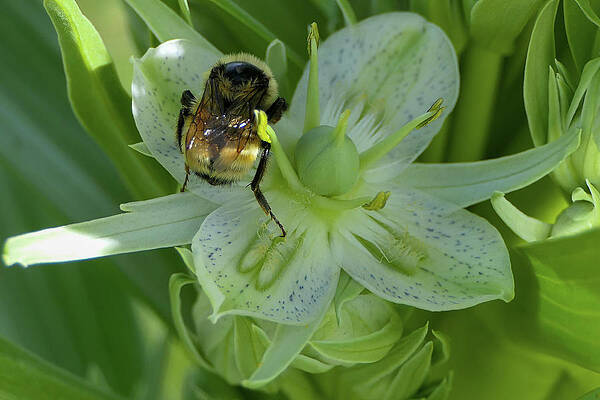 Wall Art featuring the photograph Bee Butt by Sunniye Buesing