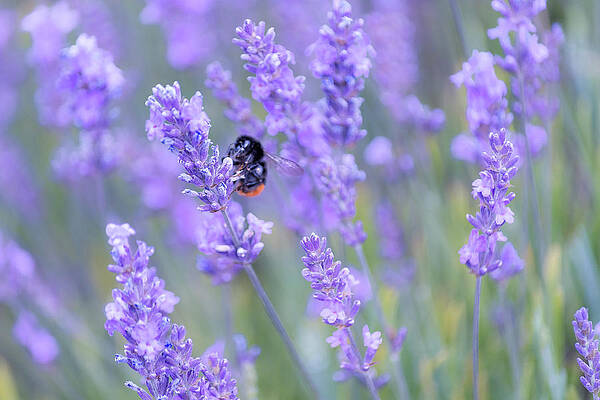 Wall Art featuring the photograph Bee Buzzing In The Lavender by Andrew Lalchan