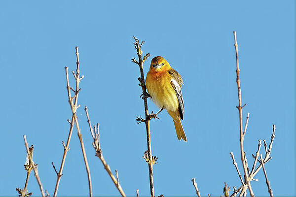 Sky Wall Art featuring the photograph Bee-eater - Bullock's Oriole by KJ Swan