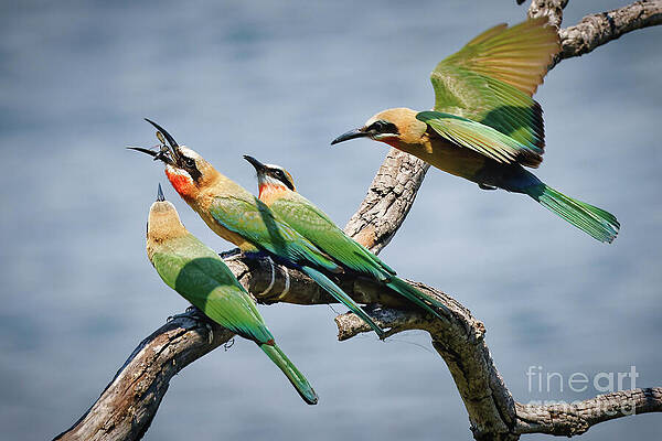 Vibrant Birds on a Branch Photograph