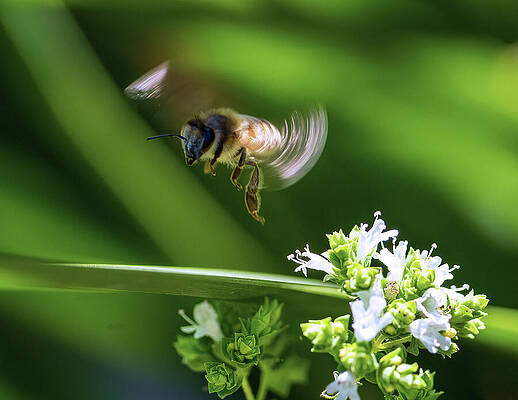 Wall Art featuring the photograph Bee-ing Mr. Oregano Inspector by Joe Schofield