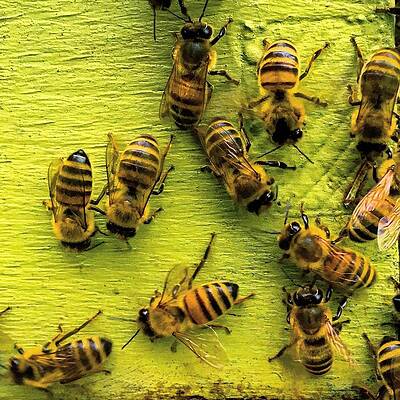 Southern Wall Art featuring the photograph Bee Kind by Greg Lane