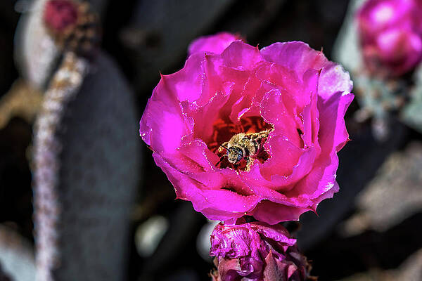 California Wall Art featuring the photograph Bee Nice by Diane Moller