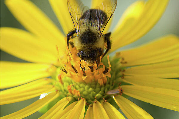 Photograph - Bee On A Flower by Robert Allen Hill