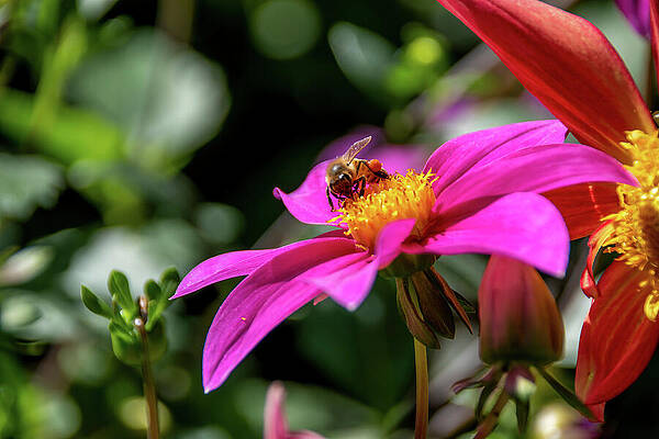 Wildlife Photograph - Bee On A Purple Flower by John Twynam