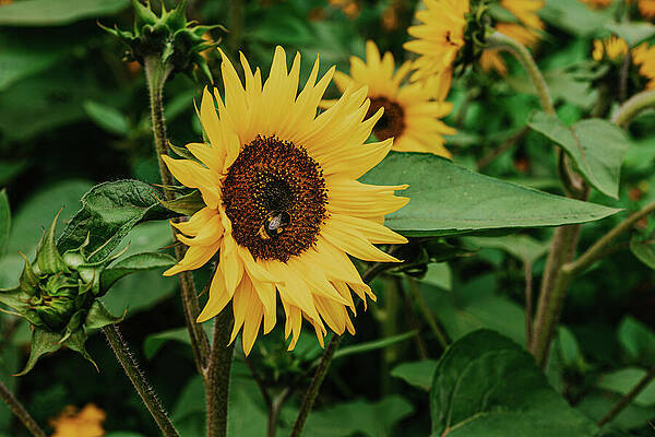 Vibrant Wall Art featuring the photograph Bee On A Sunflower by Nova Rae