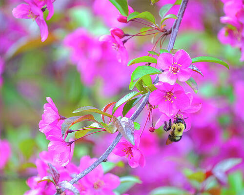 Wall Art featuring the photograph Bee On Crabapple Blossum by Robert Allen Hill