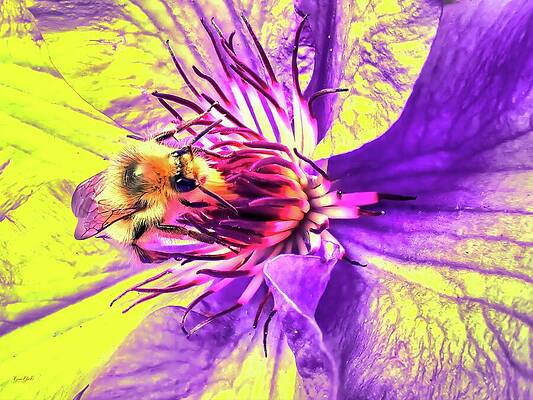 Bee on Vibrant Clematis by Bruce Block