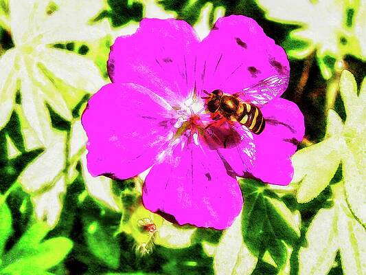 Wall Art featuring the digital art Bee On Vibrant Magenta Petal With Lichen Textrure by Bruce Block