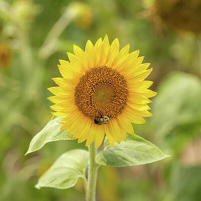 Cloud Wall Art featuring the photograph Bee The Sunny Flower In Someones Day by Donna Twiford