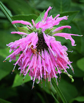 Wall Art featuring the photograph Beebalm by Steven Nelson