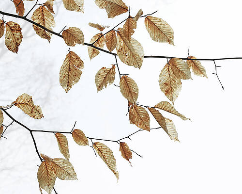 Photograph - Beech Leaves - Winter Sky by Decoris Art