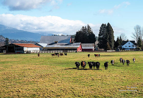 Farm Photograph - Beef Farm North Of Burlington by Tom Cochran
