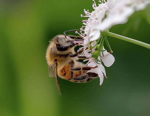 Wall Art featuring the photograph Beeing AB by Joe Schofield