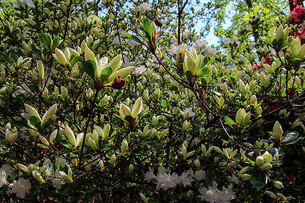 Wall Art featuring the photograph Beginning To Bloom by Deb Beausoleil