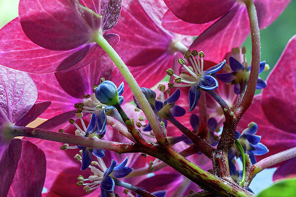 Vibrant Hydrangea Blossoms Wall Art