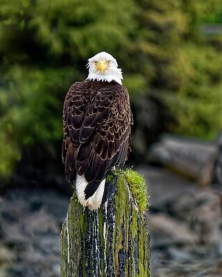 Alaska Photograph - Behind You - Bald Eagle, Sitka, Alaska by KJ Swan