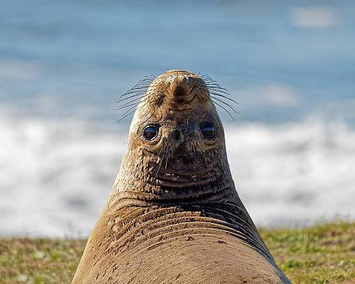 Wildlife Wall Art featuring the photograph Behind You - Northern Elephant Seal by KJ Swan