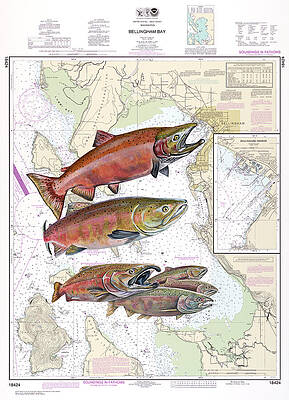 Bellingham Bay Sockeye Print