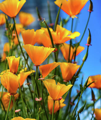Seattle Wall Art featuring the photograph Belltown P-Patch Community Gardens Seattle by Tommy Farnsworth