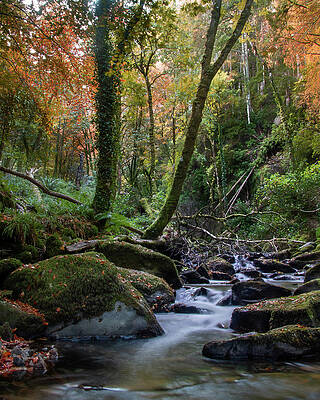 Fall Wall Art featuring the photograph Below Torc I by Mark Callanan