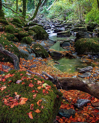 Fall Wall Art featuring the photograph Below Torc II by Mark Callanan
