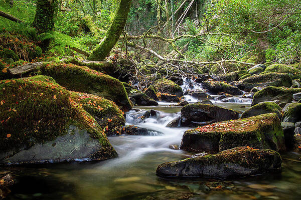 Fall Wall Art featuring the photograph Below Torc III by Mark Callanan