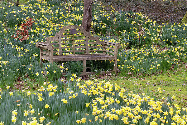 Bench in a Daffodil Meadow Wall Art