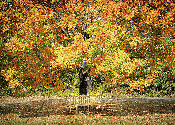 Autumn Splendor with Wooden Bench Photograph