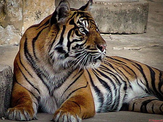 Animal Photograph - Bengal Tiger by Rene Vasquez