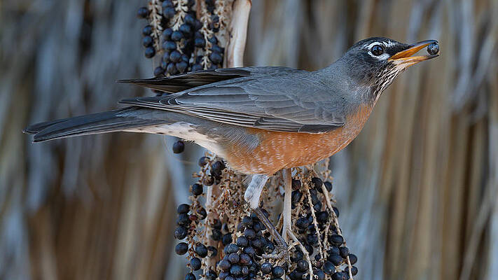 Arizona Photograph - Berries And Robins. by Paul Martin