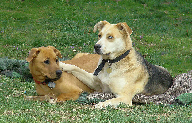 Wall Art featuring the photograph Best Pals by Jacalyn Ackerman