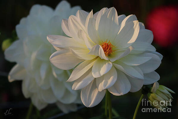 Beautiful Photograph - Best Wishes For Health by D Lee