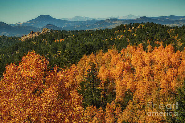 Vibrant Autumn Forest Landscape Wall Art