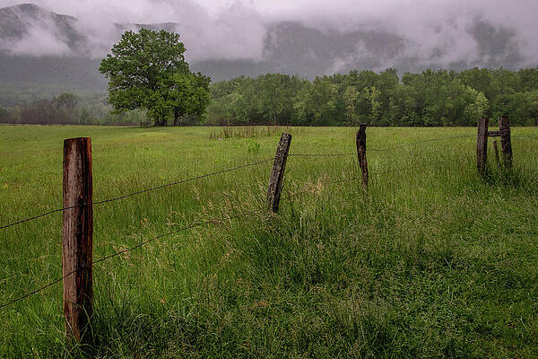 Wall Art featuring the photograph Beyond The Fence, Cades Cove Morning by Marcy Wielfaert