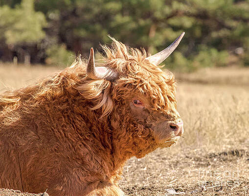 Colorado Wall Art featuring the photograph Big Bad Bull by Shirley Dutchkowski