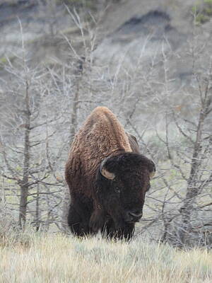 Wildlife Wall Art featuring the photograph Big Bison Bull by Amanda R Wright