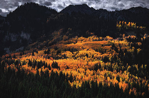 Fall Photograph - Big Cottonwood Canyon Aspen Grove, Utah by Abbie Warnock
