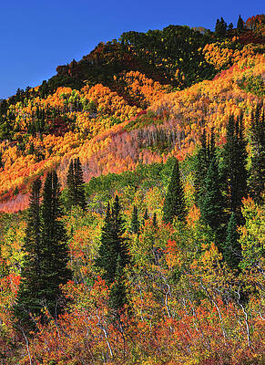 Color Photograph - Big Cottonwood Canyon Autumn Colors, Utah - Vertical by Abbie Warnock