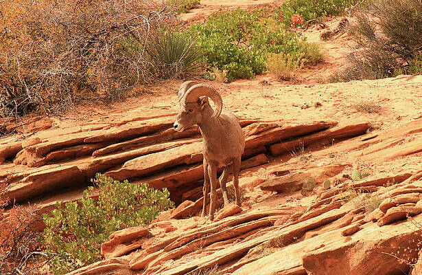 Utah Wall Art featuring the photograph Big Horn Sheep 3, Zion by Dawn Richards