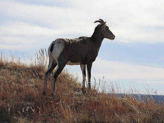Theodore Roosevelt National Park Photograph - Big Horn Sheep Ewe by Amanda R Wright