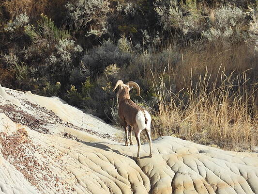 Theodore Roosevelt National Park Photograph - Big Horn Sheep Ram 13 by Amanda R Wright