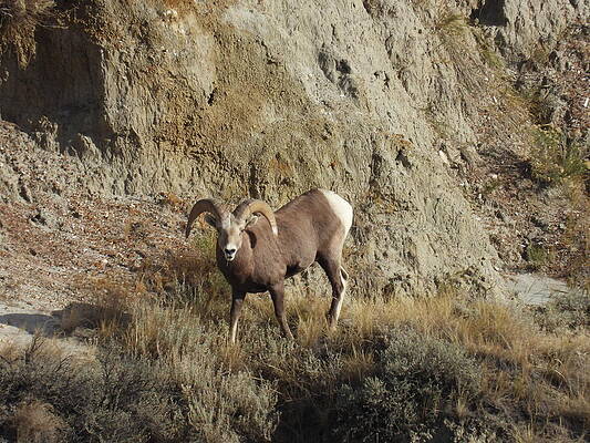 Theodore Roosevelt National Park Photograph - Big Horn Sheep Ram 14 by Amanda R Wright
