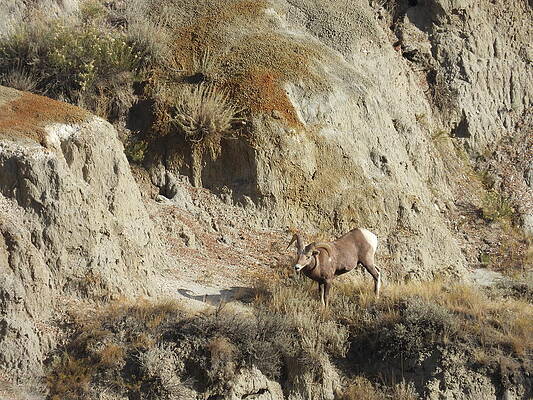 Theodore Roosevelt National Park Photograph - Big Horn Sheep Ram 15 by Amanda R Wright