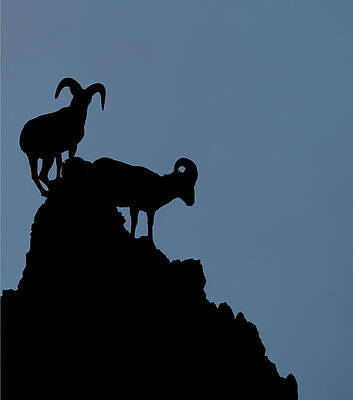 Big Horn Silhouette  by Bob Falcone