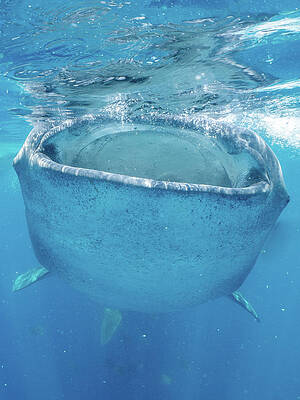 Fish Photograph - Big Mouth by Brian Weber