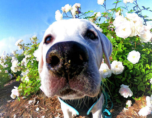 Dog Wall Art featuring the digital art Curious White Labrador Retriever Puppy Among Spring Flowers by Waterdancer